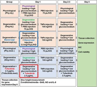 Preclinical ex-vivo Testing of Anti-inflammatory Drugs in a Bovine Intervertebral Degenerative Disc Model